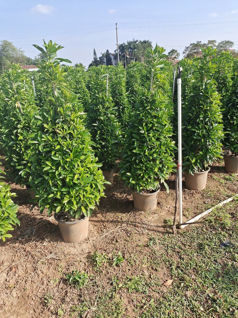 非洲茉莉，火山榕各种规格