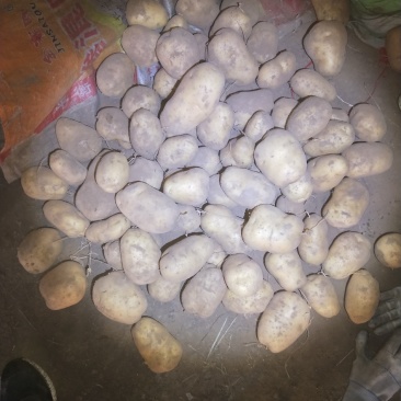 226土豆白皮白心个头颜色薯型没的说