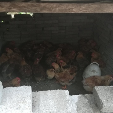 鲜鸡肥