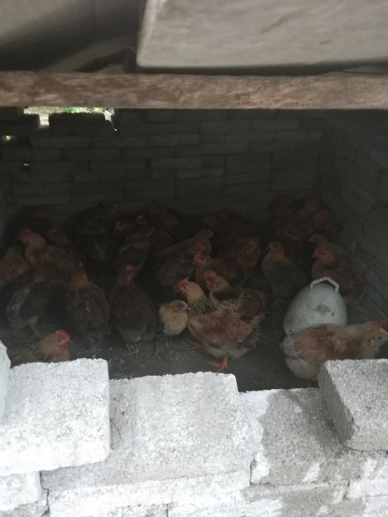鲜鸡肥