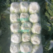 新野黄心小白菜，个头3-4斤。产地直销，量大从优欢迎咨询