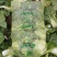 新野黄心小白菜，个头3-4斤。产地直销，量大从优欢迎咨询