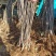 苹果苗盆栽地栽现挖现发南北方种植品种齐全全国发货