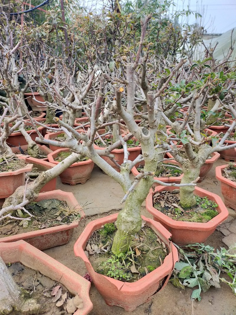 苹果苗盆栽地栽现挖现发南北方种植品种齐全全国发货