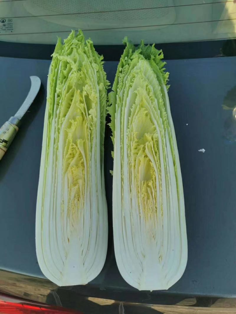 云南精品竹筒青，绍菜量大质量好。毛菜平均一公斤七八。