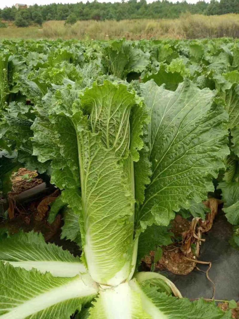 云南精品竹筒青，绍菜量大质量好。毛菜平均一公斤七八。