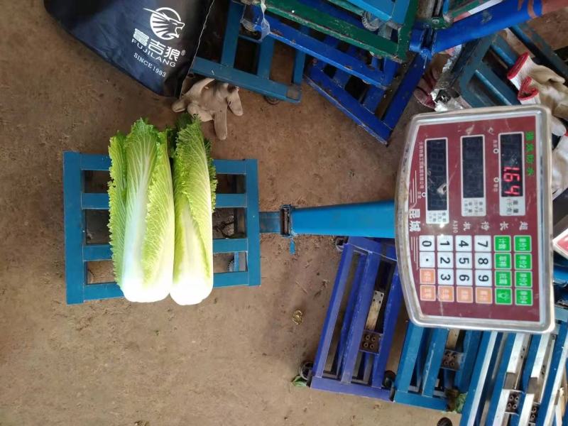 云南精品竹筒青，绍菜量大质量好。毛菜平均一公斤七八。