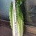 云南精品竹筒青，绍菜量大质量好。毛菜平均一公斤七八。