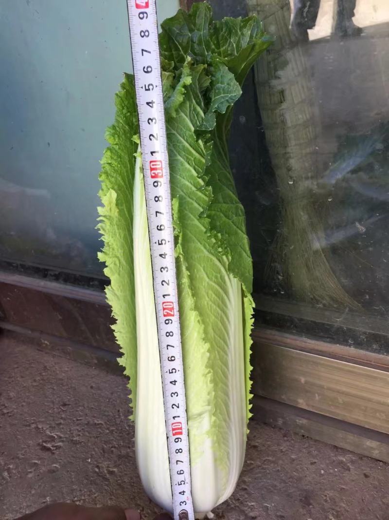 云南精品竹筒青，绍菜量大质量好。毛菜平均一公斤七八。