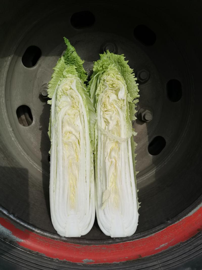 云南精品竹筒青，绍菜量大质量好。毛菜平均一公斤七八。