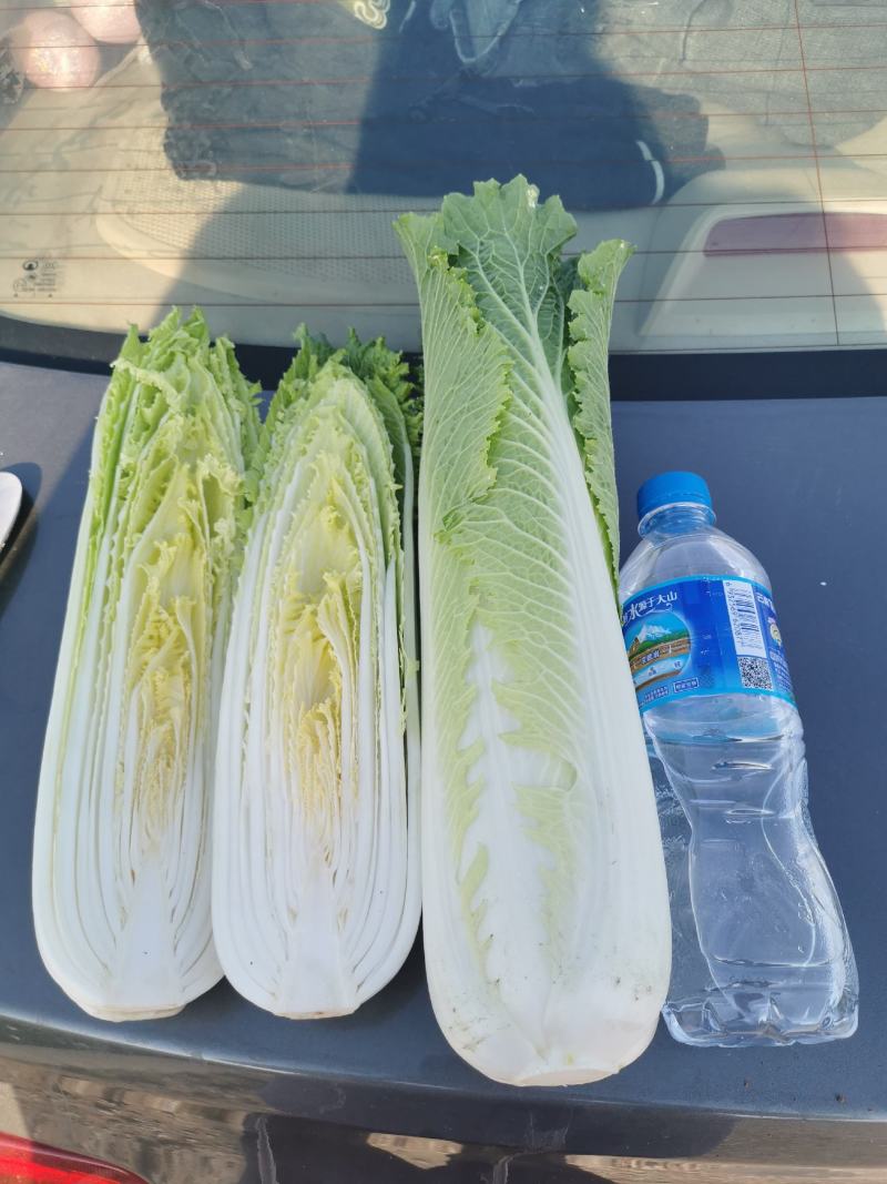 云南精品竹筒青，绍菜量大质量好。毛菜平均一公斤七八。