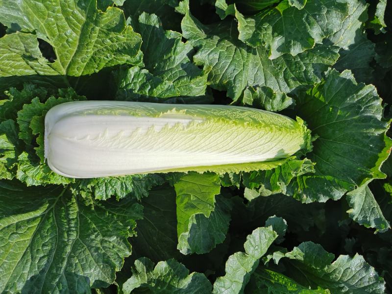 云南精品竹筒青，绍菜量大质量好。毛菜平均一公斤七八。