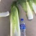 云南精品竹筒青，绍菜量大质量好。毛菜平均一公斤七八。