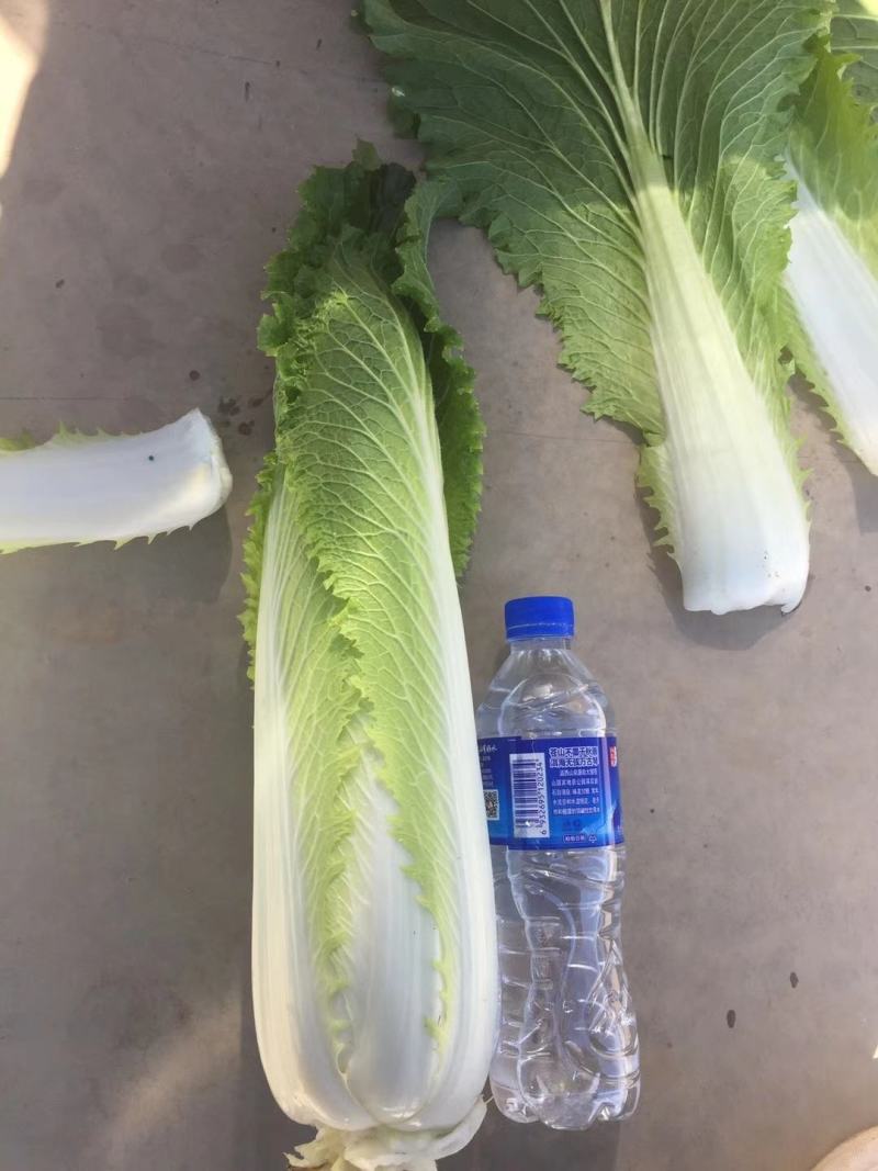 云南精品竹筒青，绍菜量大质量好。毛菜平均一公斤七八。