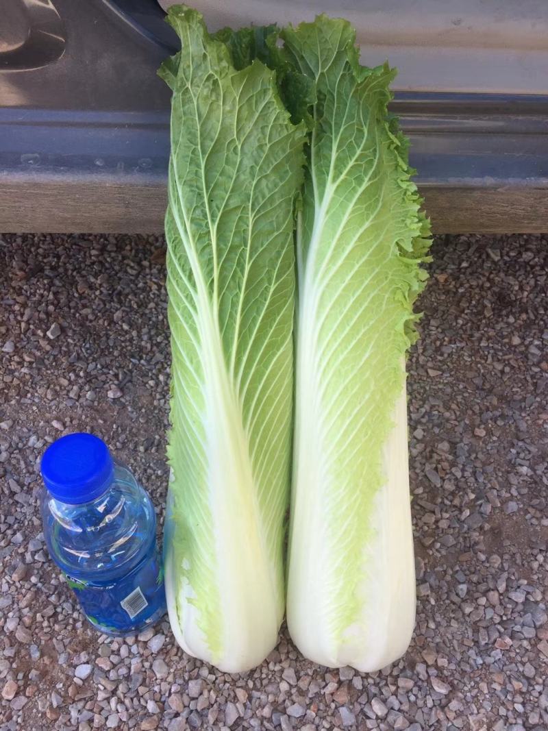 云南精品竹筒青，绍菜量大质量好。毛菜平均一公斤七八。