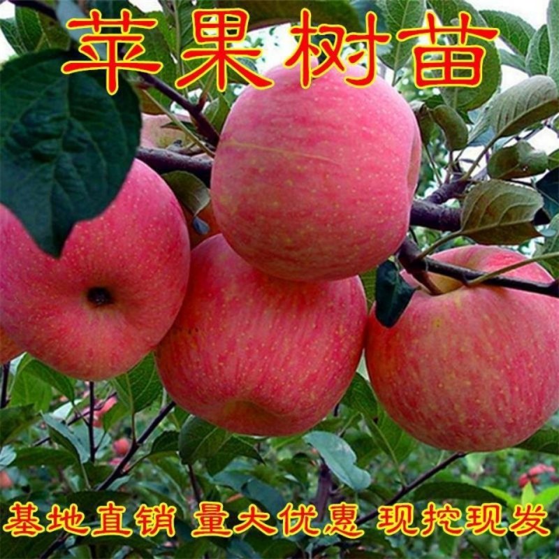 苹果苗盆栽地栽现挖现发南北方种植品种齐全全国发货