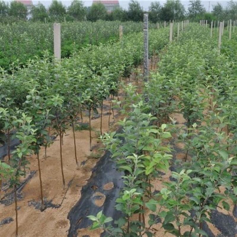 苹果苗盆栽地栽现挖现发南北方种植品种齐全全国发货