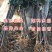 苹果苗盆栽地栽现挖现发南北方种植品种齐全全国发货
