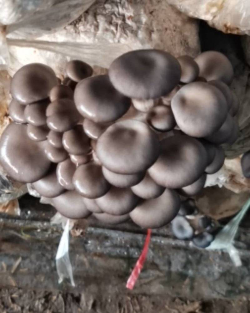 天冷出货量下降，明天有百十来斤，希望老板订货