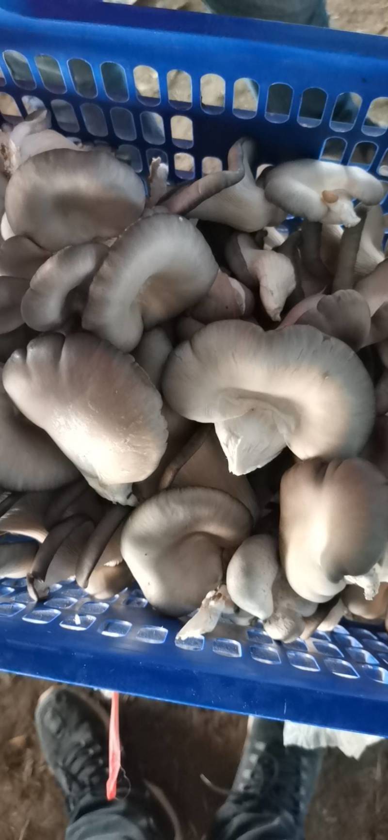 天冷出货量下降，明天有百十来斤，希望老板订货