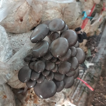 天冷出货量下降，明天有百十来斤，希望老板订货