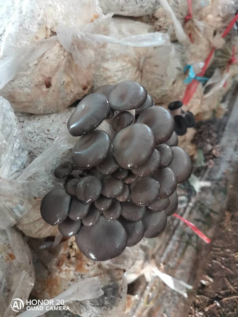 天冷出货量下降，明天有百十来斤，希望老板订货