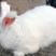 【安哥拉长毛兔】种兔品种优良货量充足全国发货包存活包技术