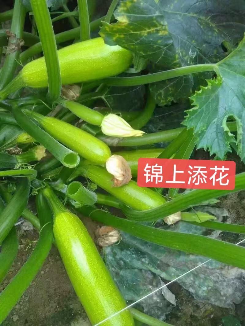 【锦上添花】西葫芦抗病新品种油绿不变色冬春耐寒高产角瓜
