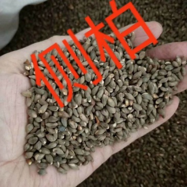 侧柏种子产地直销发货质量杠杠滴