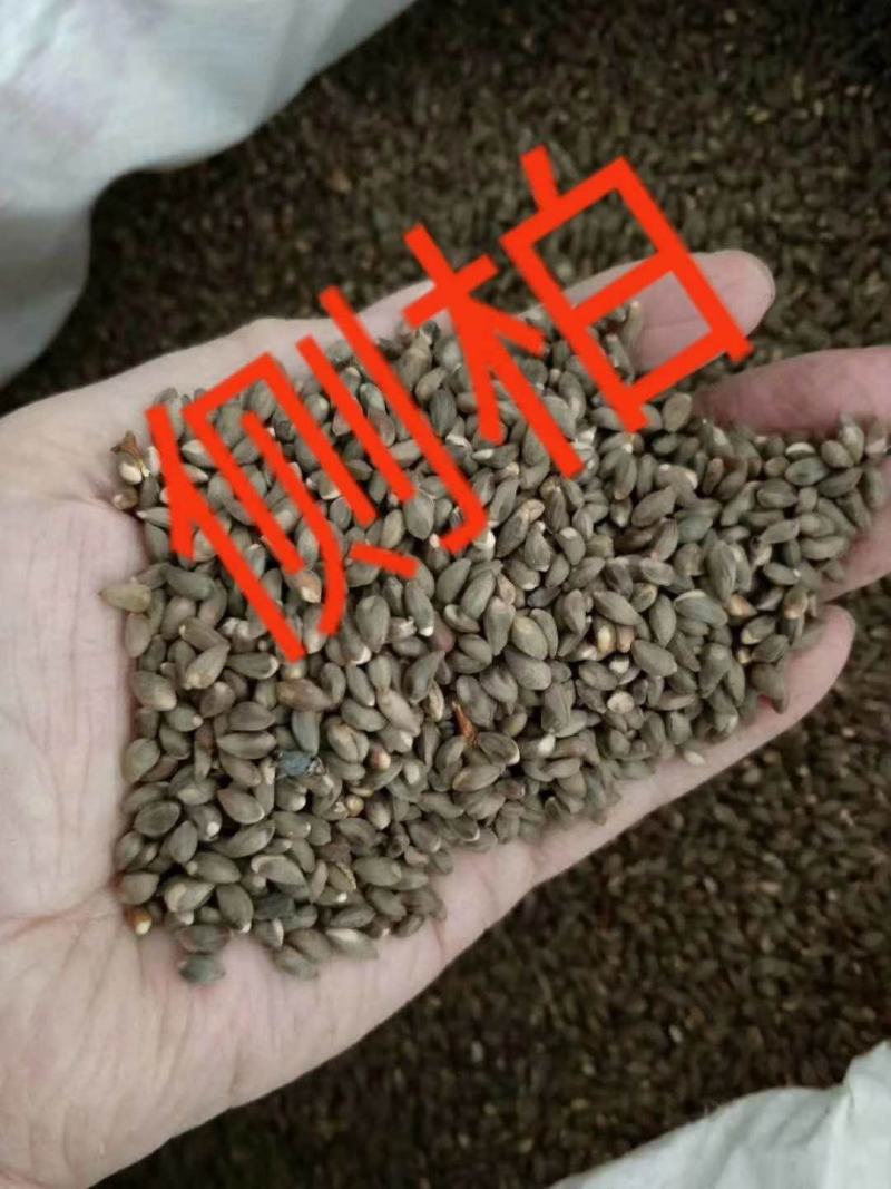 侧柏种子产地直销发货质量杠杠滴