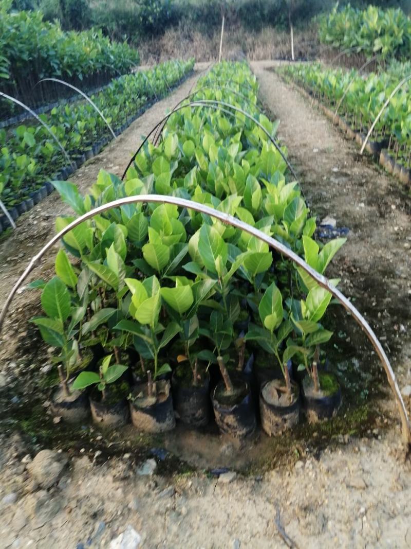 泰国红肉十二号菠萝蜜苗供应批发，品种纯正，全都是自产自销