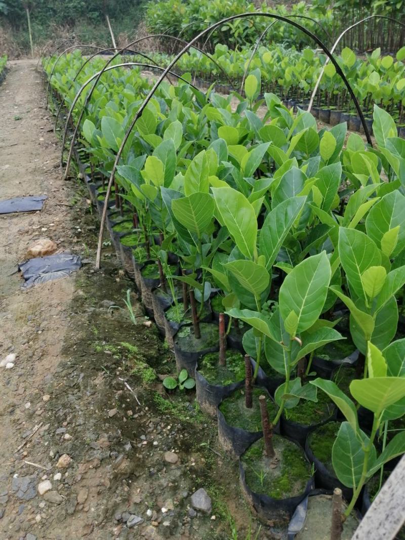 泰国红肉十二号菠萝蜜苗供应批发，品种纯正，全都是自产自销