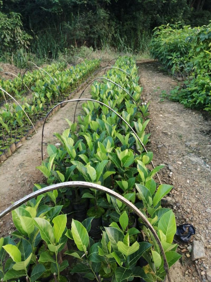 泰国红肉十二号菠萝蜜苗供应批发，品种纯正，全都是自产自销