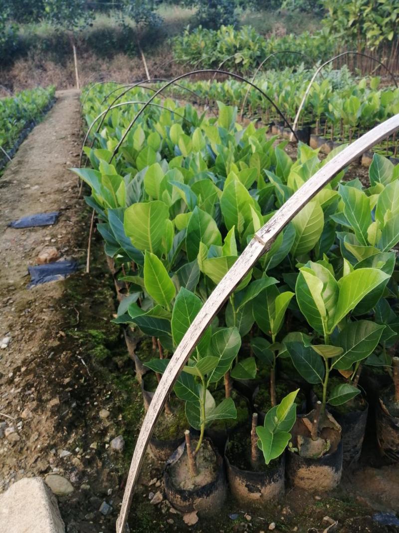 泰国红肉十二号菠萝蜜苗供应批发，品种纯正，全都是自产自销