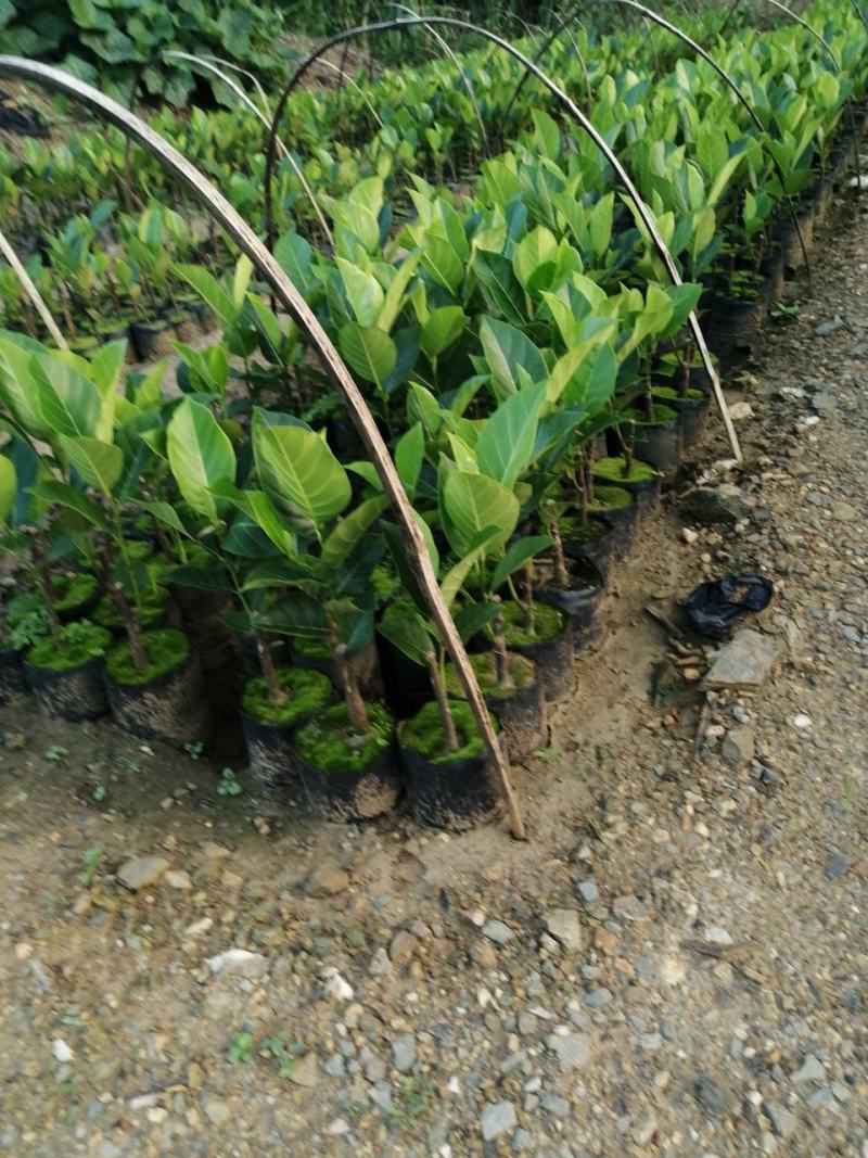 泰国红肉十二号菠萝蜜苗供应批发，品种纯正，全都是自产自销