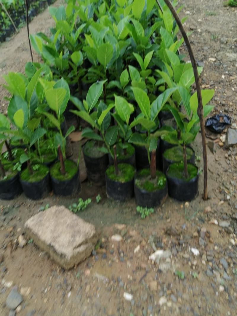 泰国红肉十二号菠萝蜜苗供应批发，品种纯正，全都是自产自销