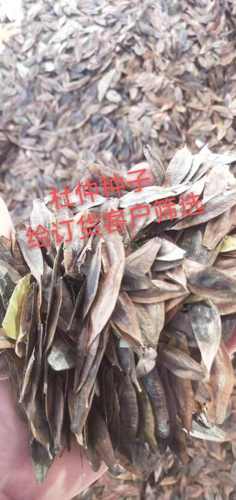 杜仲种子纯新货冬季发货中
