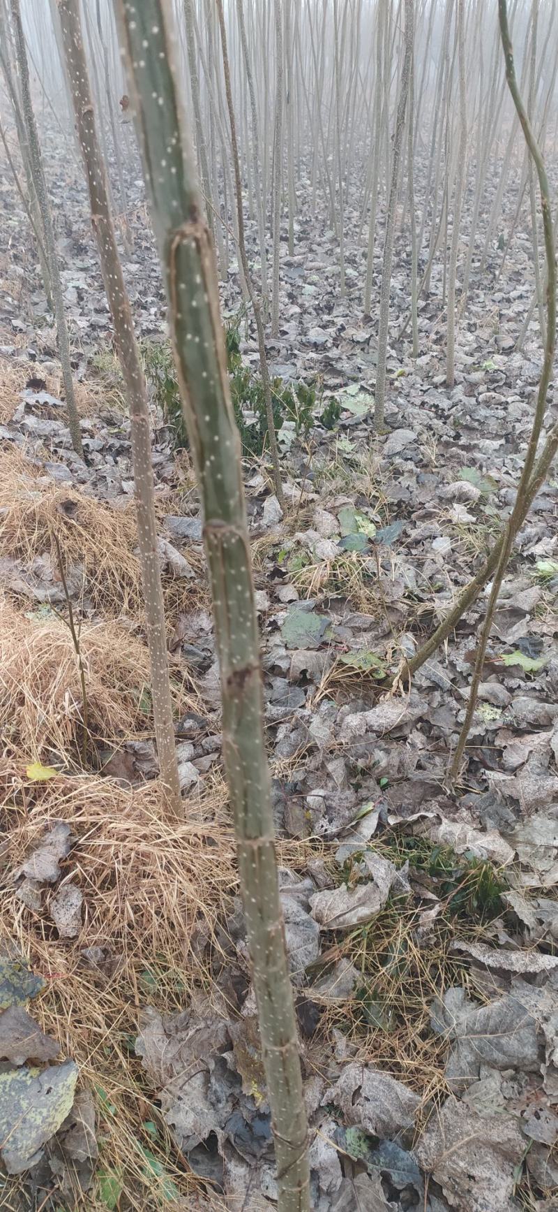 大量出售107速生杨树苗河北深州市木村乡王庄育苗基地