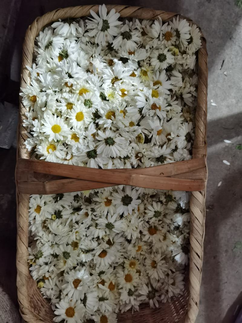 白菊花清热去火农村白菊花