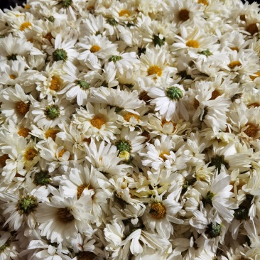 白菊花清热去火农村白菊花