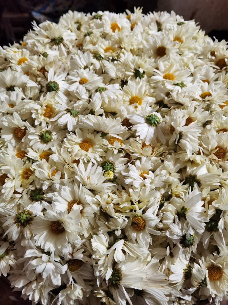 白菊花清热去火农村白菊花