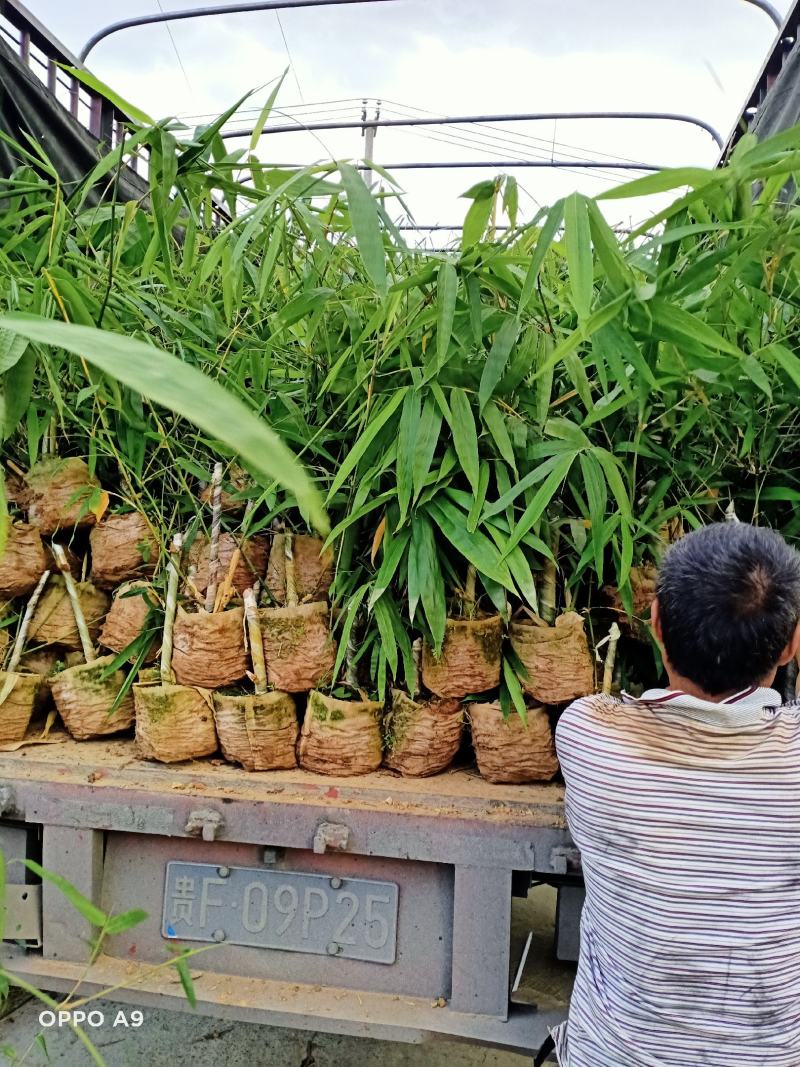 甜龙竹苗，勃氏甜龙竹苗优质新品种苗，支持线上保障交易