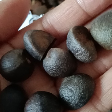 山茶籽，油率高，无霉变，全干籽
