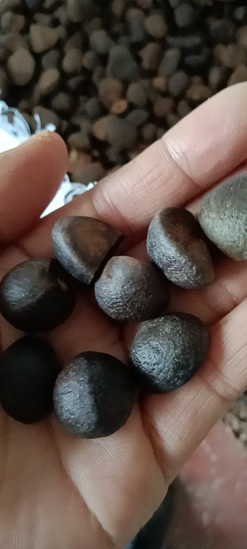 山茶籽，油率高，无霉变，全干籽