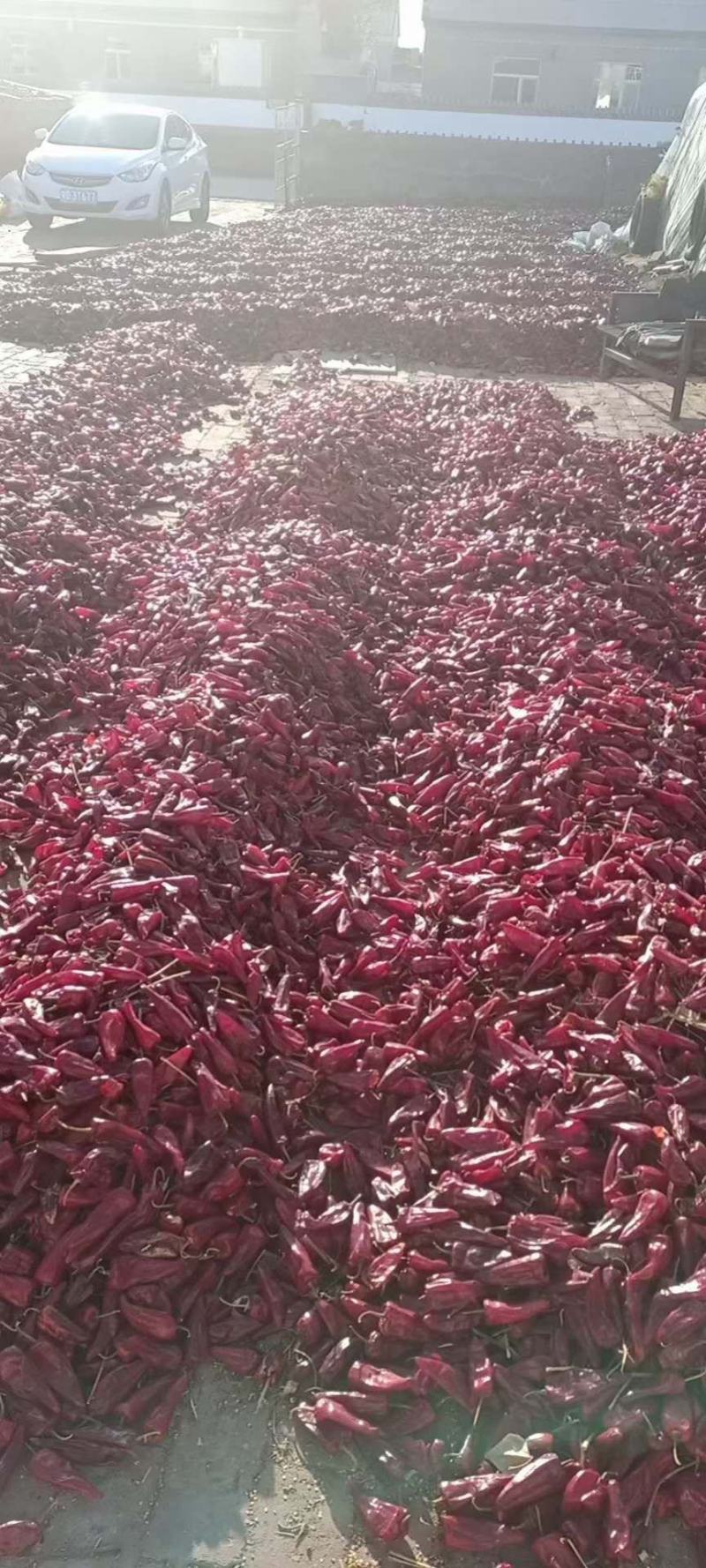 千金红辣椒北京红落地椒老花皮干辣椒大量上市