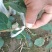 露利苹果树苗矮化苹果苗货真价实7月份成熟的苹果品种早熟