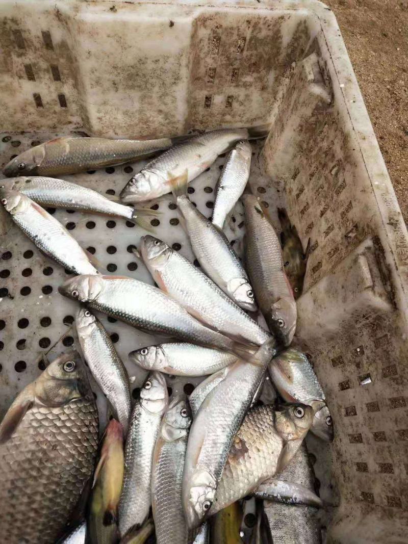 妈妈的味道，传统炕干马口鱼。