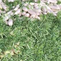 白萝卜各类蔬菜配送市场收购基地发货