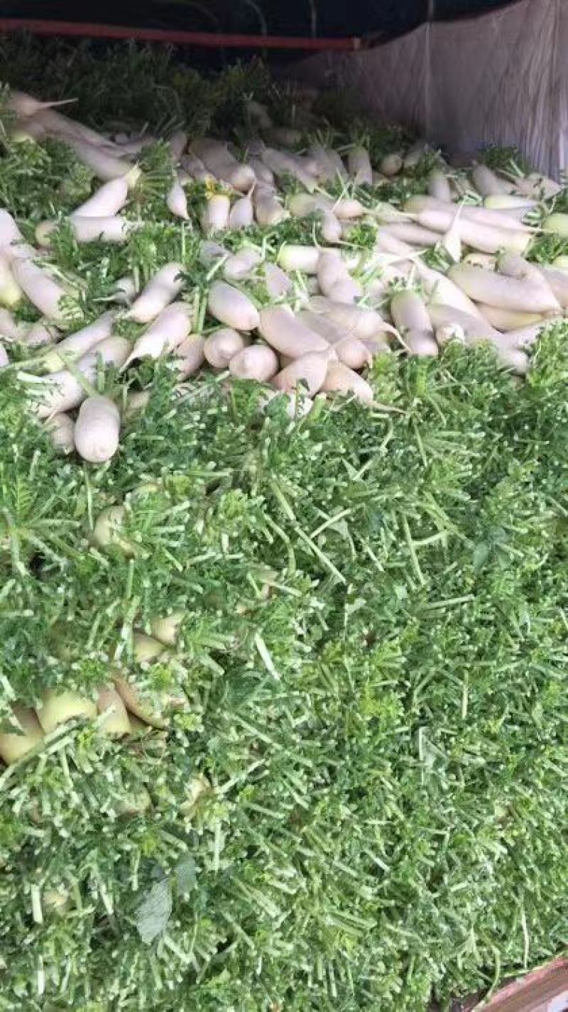 白萝卜各类蔬菜配送市场收购基地发货