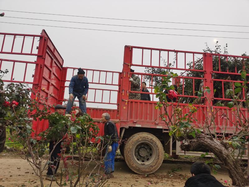 树桩月季自己公司基地，一手货源，价格合理，规格全，数量多